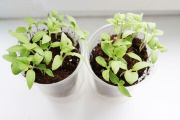 Micro greens grown on the window