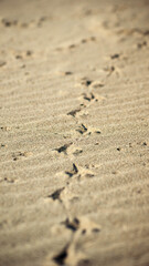 Fototapeta na wymiar tire prints on sand