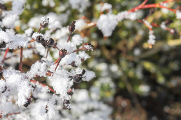 Snow on a spruce branch, bushes in the snow