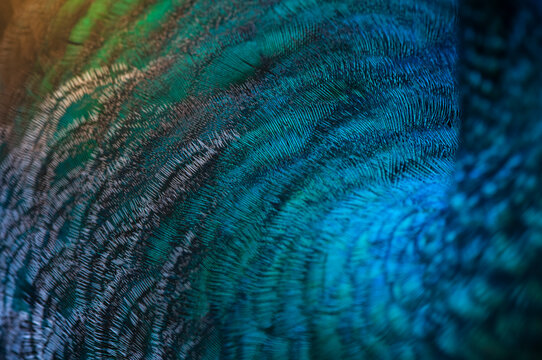 Close-up Of The Peacock Feathers .macro Blue Feather, Feather, Bird, Animal. Macro Photograph.