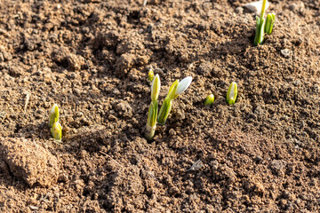 Snowdrops sprout from moist earth - sprouts with flower buds. Earliest spring flower - snowdrop. Scientific name: Galanthus nivalis.