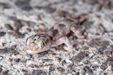 lizard on the stone