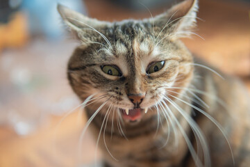 Funny, yawning cat. Stripped, tabby cat. 