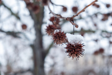 Tree in winter © Tommaso