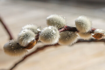 Drops on a branch of willow, macro shooting, spring