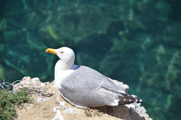 Gaviota descansando cerca del mar