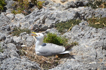 seagull on the nest
