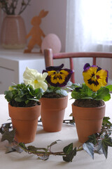 Easter Flower Home Decoration. Table decoration: pansies in terracotta pots. Yellow, purple and cream pansies