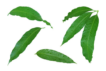 Fresh Green Mango Leaves with Water Drops Isolated on White Background with Clipping Path