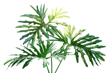 Variegated Foliage Leaves of Philodendron Plant Isolated on White Background with Clipping Path © masummerbreak