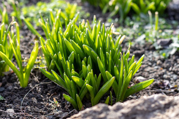 Fresh green sprouts. Spring, beginning of the growing season. Young spring leaves of plants close-up, on background of soil. Selective focus, blurred foreground