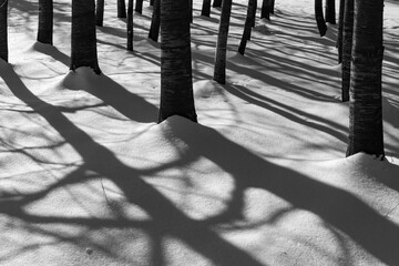 Bäume Sauerland schwarz weiß Graustufen Schnee Wiese Birken Betula Stamm Äste Sinnbild...