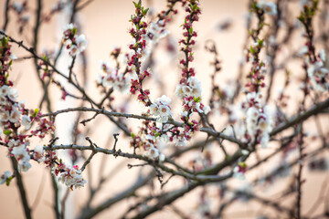 Flowering branches of an apricot tree, photographed in early spring; the flowers begin to open for a new season.