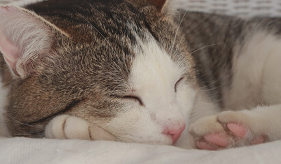 Fototapeta na wymiar le sommeil du chat 