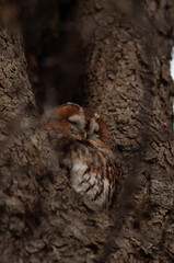 owl in the tree