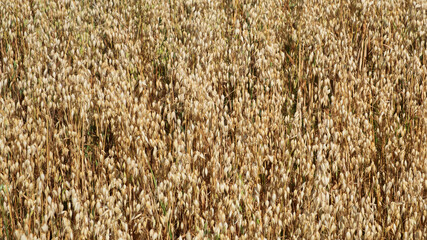 Ripe oats ears, full frame. Harvest cereals, background. Backdrop of ripening ears of yellow cereal field ready for harvest growing in a farm field. Copy space for advertising text message.