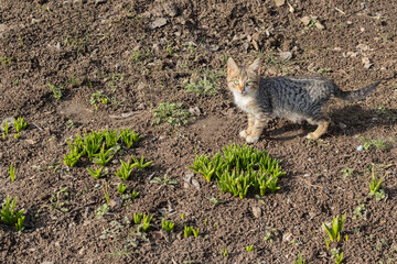 Small striped kitten on spring background of fresh sprouts. Early spring. Kitten is small, recently born.