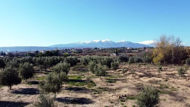 Drone aerial view in Spain rising from an olive tree to Moncayo snow mountain