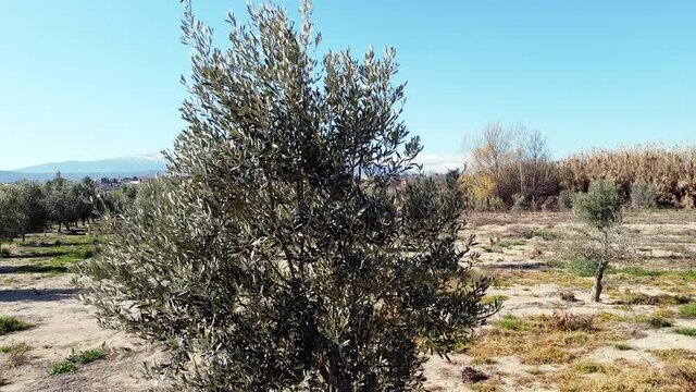 Drone aerial view in Spain from an olive tree to Moncayo snow mountain