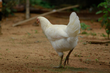White Hen walking on ground