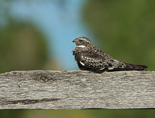Nightjar on the fence