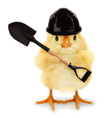 Cute cool chick manual worker digger with helmet and spade funny conceptual image 