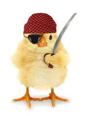 Cute cool chick pirate privateer with sabre funny conceptual image  © Uros Petrovic