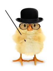Cute cool chick teacher professor lecturer with pointing stick funny conceptual image