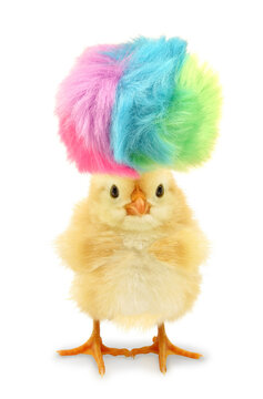 Crazy yellow chick with ridiculous hair isolated on white background