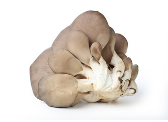 oyster mushroom on white background