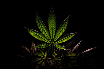 cannabis leaf on black background