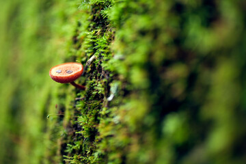 Seta de bosque de roble