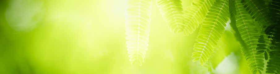 Nature of green leaf in garden at summer. Natural green leaves plants using as spring background cover page greenery environment ecology wallpaper