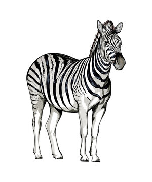 Zebra from a splash of watercolor, colored drawing, realistic. Vector illustration of paints