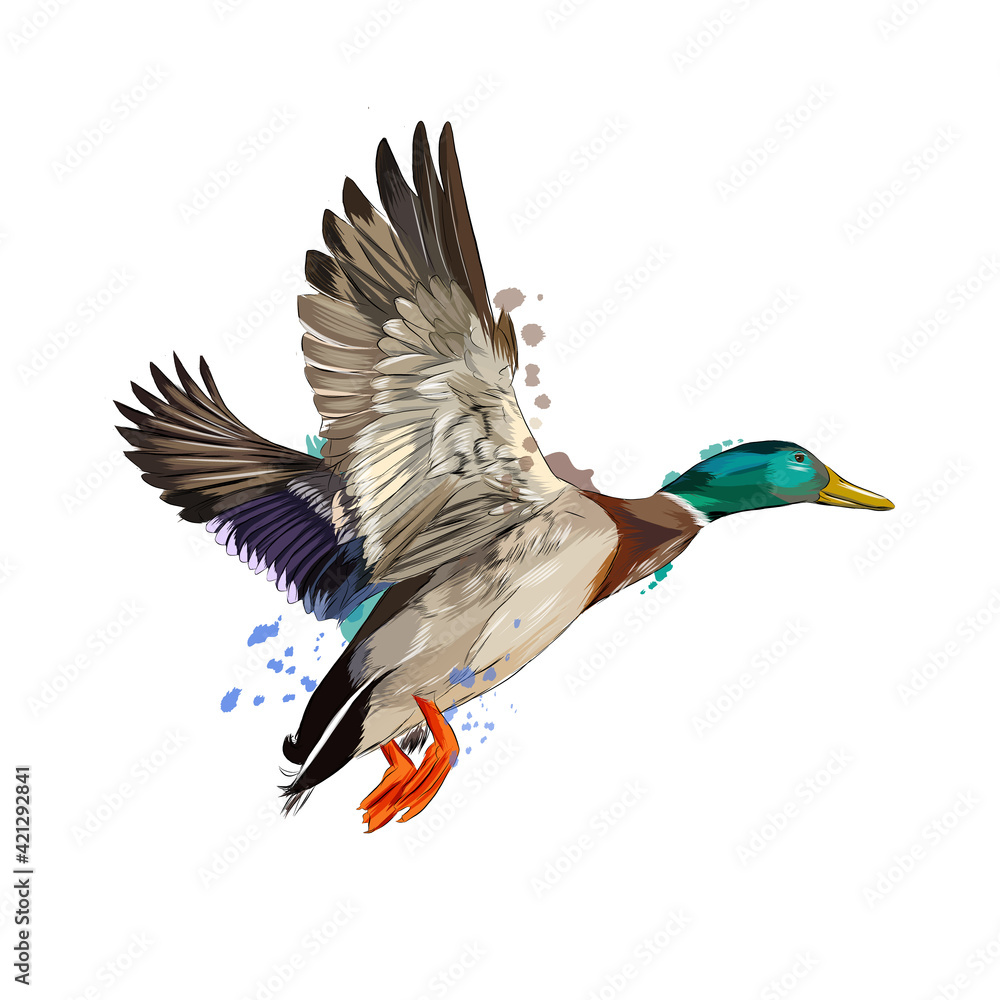 Wall mural duck from a splash of watercolor, colored drawing, realistic. vector illustration of paints