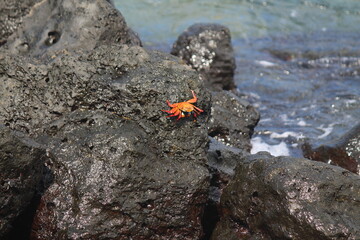 crab on a rock Galapagos