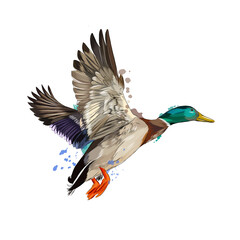 Duck from a splash of watercolor, colored drawing, realistic. Vector illustration of paints - obrazy, fototapety, plakaty
