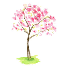 Obraz premium Watercolor Spring sakura tree, Pink flower sour cherry tree hand drawing illustration isolated on white background.