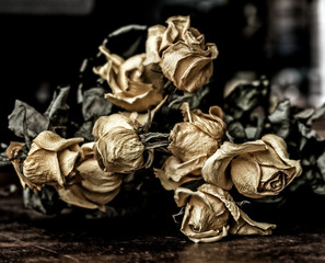 Dry faded yellow roses