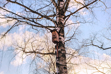 Winter birch with wooden birdhouse