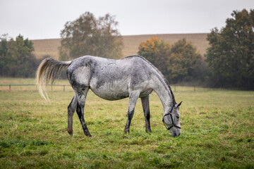 Obraz na płótnie Canvas Roan horse grazing on pasture in rain. Autumn landscape and thoroughbred horse
