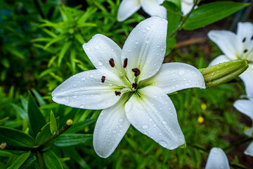 Beautiful closeup of white lily garden fresh on green background. Floral design macro.