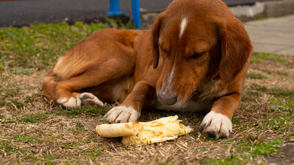 Brown dog eats khachapuri immertin style