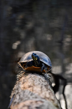 Oh, To Be A Turtle Right Now