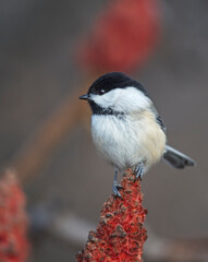 Black-capped Chickadee on Tsumac