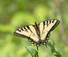 Swallowtail Butterfly