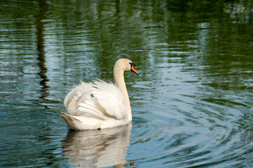 A white majestic swan floats in front of a wave of water. Young swan in the middle of the water....