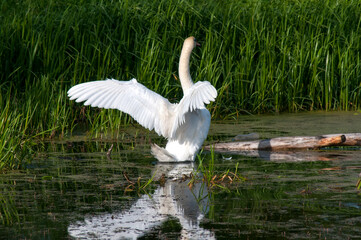 swans flying over a beautiful lake on a sunny day