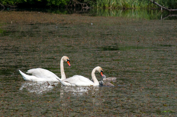 pair of swans with little swans