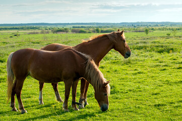 Fototapeta premium wild horse on a large meadow with beautiful scenery of blue sky and quiet at sunrise